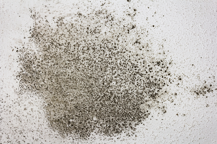 How to Prevent Black Mold Growth